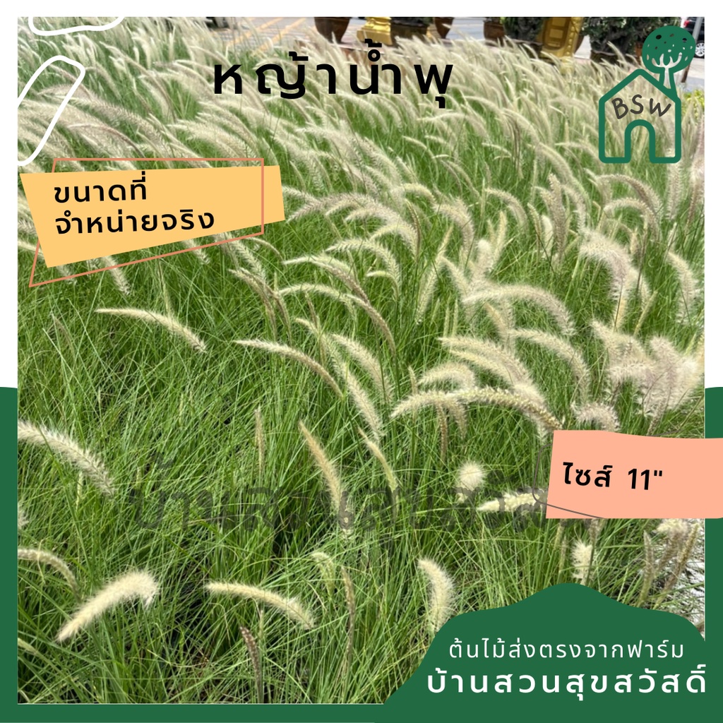 หญ้าน้ำพุ-11-นิ้ว-ไม้แดดประดับสวน