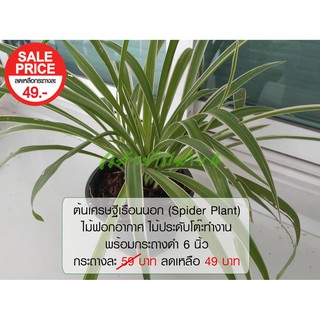 ต้นเศรษฐีเรือนนอก (Spider Plant) ต้นไม้ฟอกอากาศ ต้นไม้ในห้องนอน โต๊ะทำงาน พร้อมกระถางดำ 6 นิ้ว