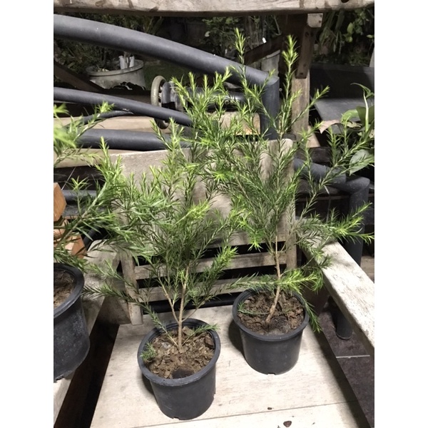 ต้นที ทรี Tea Tree ใบมีกลิ่นหอมอ่อนๆพร้อมปลูก | Shopee Thailand