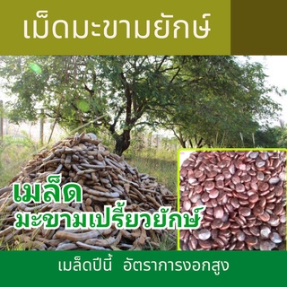 เม็ดมะขามยักษ์ 500 กรัม มะขามยักษ์ มะขามเปรี้ยวยักษ์ เมล็ดพันธุ์