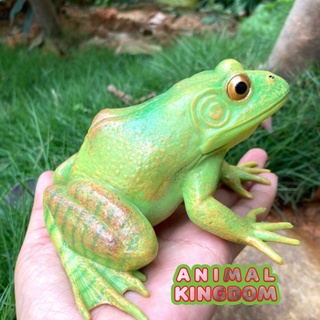 Animal Kingdom - โมเดลสัตว์ กบ เขียว ขนาด 13.50 CM (จากสงขลา)