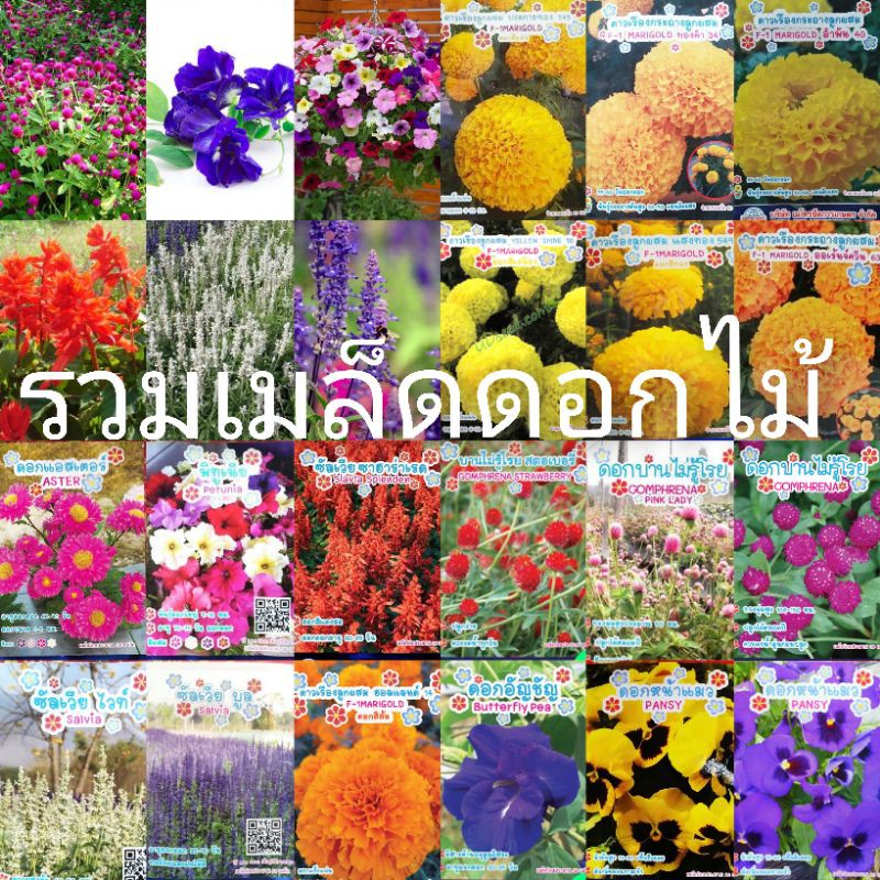 ด่วน-เมล็ดดอกไม้-ราคาถูก-คุณภาพมาตรฐานโรงงาน