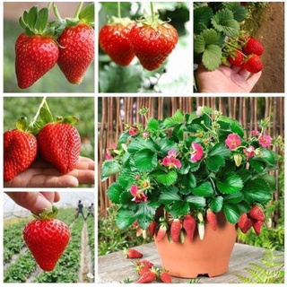 เมล็ดพันธุ์สตอเบอรี่ยักษ์ 500 เมล็ด Sweet Strawberry Seeds Fruit Seeds เมล็ดพันธุ์แท้ ปลูกง่ายปลูกได้ทั่วไทย