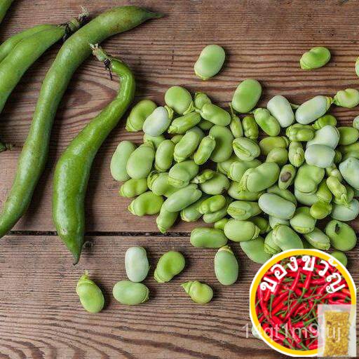 เมล็ดอวบอ้วน100-เมล็ดพันธุ์-ถั่วปากอ้า-broad-windsor-fava-bean-seed-บรรจุ-10-เมล็ด-คุณภาพดี-ราคาถูก-ของแท้-100-เมล็ดพื