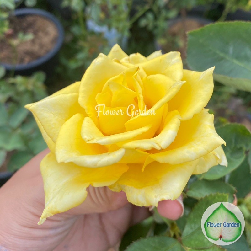 flower-garden-f416-กุหลาบ-queen-sirikit-ควีนสิริกิติ์-สีเหลือง-ดอกใหญ่-ปลูกง่าย-กุหลาบพุ่ม-ตัดดอก-กุหลาบสีเหลือง