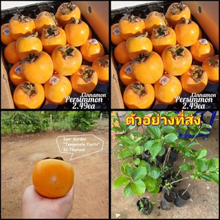 (1ต้น) ต้น พลับหวาน ชินนาม่อน Cinnamon Persimmons พลับ ต้นพลับ ลูกพลับ ไร่อิงดาว 2