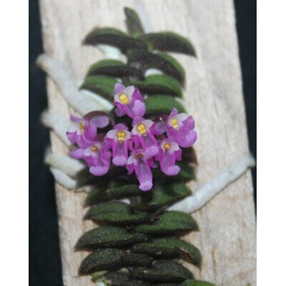 กล้วยไม้เอื้องจิ๋วเวียดนาม Schoenorchis scolopendria 1 ต้น