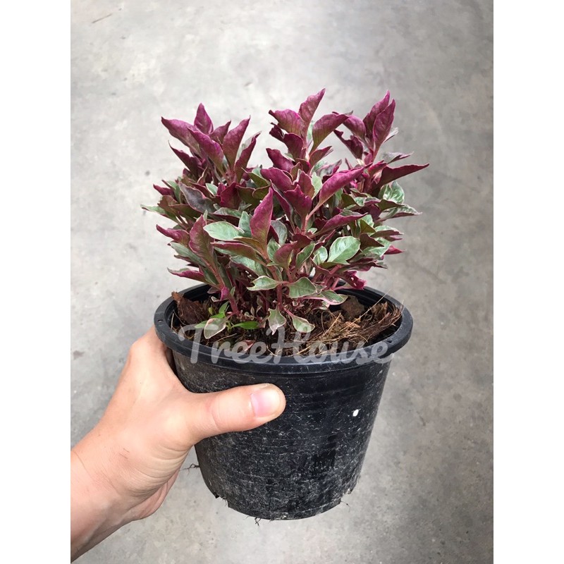 รูปภาพของเกล็ดทับทิม กระถาง 6 นิ้ว / Alternanthera sp. Pot6ลองเช็คราคา