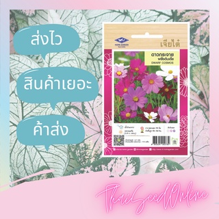 ภาพขนาดย่อของภาพหน้าปกสินค้าCTFW เมล็ดพันธุ์ดอกไม้ ดาวกระจายฝรั่งต้นเตี้ย ตราเจียไต๋ Dwarf Cosmos เมล็ดดอกไม้ คอสมอส Cosmos จากร้าน thaiseedonline บน Shopee ภาพที่ 1