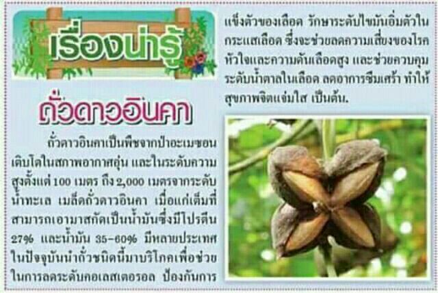 เปลือกถั่วดาวอินคา-1kg-ลดพุงลดน้ำหนัก-ชาดาวอินคา-คัดอบ