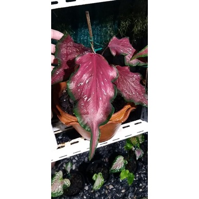 กุมภกรรณ-บอนสี-ราชินีแห่งใบไม้-caladium