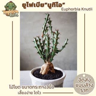 ยูโฟเบีย นูทิไอ (Euphorbia Knutii) ไม้โขด ขนาดกระถาง3" ส่งแบบล้างราก