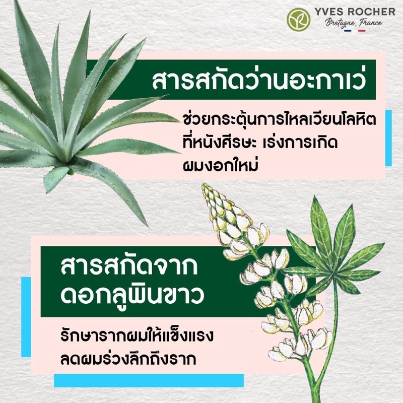 flash-sale-แชมพูลดผมร่วง-yves-rocher-bhc-v2-anti-hair-loss-shampoo-300ml-conditioner-200ml-ดูแลเส้นผม-แชมพูกลิ่นหอม