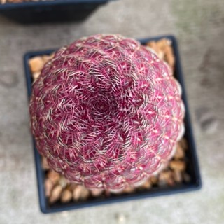 เมล็ดพันธุ์ เรนโบว์ Rainbow Cactus Echinocereus rigidissimus 5 เมล็ด cactus แคคตัส กระบองเพชร