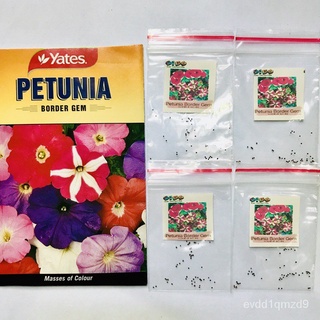 Petunia Border Gem Flower Plant Seedsseeds/裙子/男装/头饰/文胸/芹菜/内裤/手链/花园/母婴/ AZCL