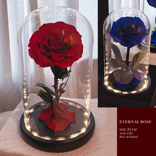 [Eternal.Rose][มีไฟled] Size L 22ซม กุหลาบจริงในโหลแก้ว เก็บได้นาน3-5ปี กุหลาบอมตะ กุหลาบนิรันดร์ Preserved Rose