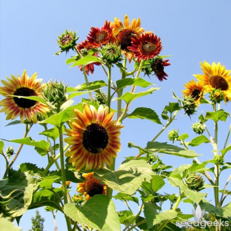 ทานตะวันออทั่มบิวตี้-autumn-beauty-sunflower