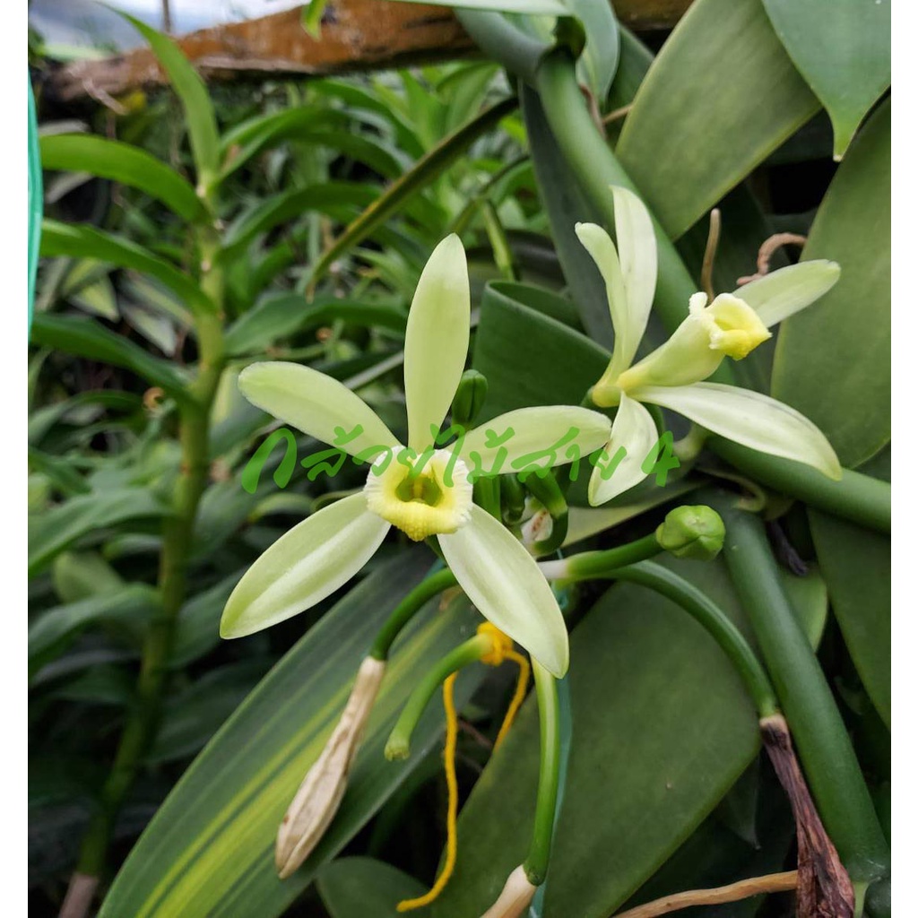 ภาพสินค้าต้นวานิลลาใบด่าง พร้อมกระถาง 6 นิ้ว ความสูง 55 ซม. (Variegated Vanilla Orchid Plant) จากร้าน bangkokgreen บน Shopee ภาพที่ 5