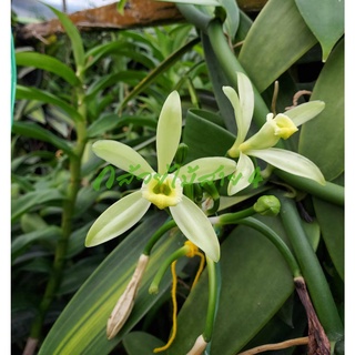 ภาพขนาดย่อของภาพหน้าปกสินค้าต้นวานิลลาใบด่าง พร้อมกระถาง 6 นิ้ว ความสูง 55 ซม. (Variegated Vanilla Orchid Plant) จากร้าน bangkokgreen บน Shopee ภาพที่ 5