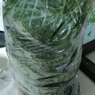 Betel leafใบพลูออแกนนิคเกรดส่งออกไต้หวันก็บสดๆรายวันจากต้น​น้ำหนัก1กิโลกรัม