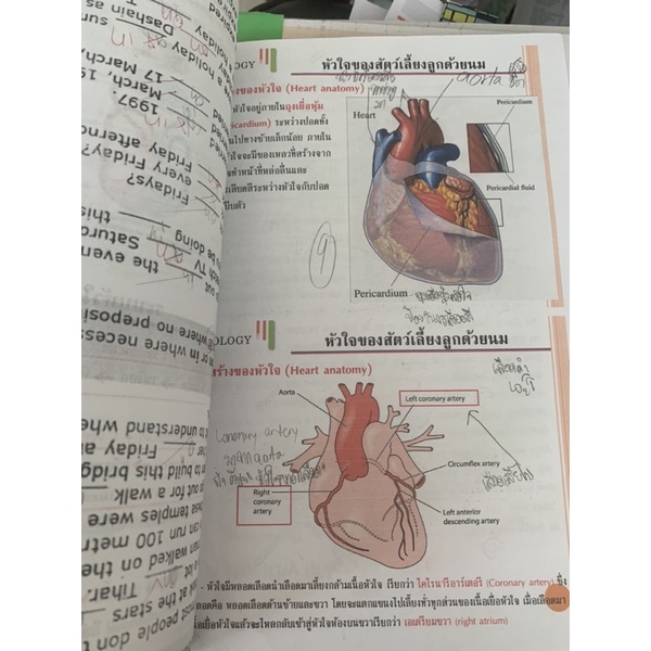 ชีทชีวะ-ระบบไหลเวียน-มือ-2-ใช้กระดาษ-recycle-ปริ้นสี-biology