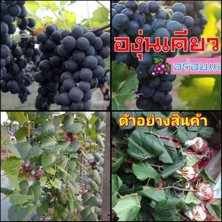 กิ่ง กิ่งตอน องุ่นเคียวโฮ  องุ่น ต้นองุ่น grape vine กิ่งป่าติดตา กิ่งป่า ติดตา องุ่น เคียวโฮ grape ผล สี  ไร่อิงดาว