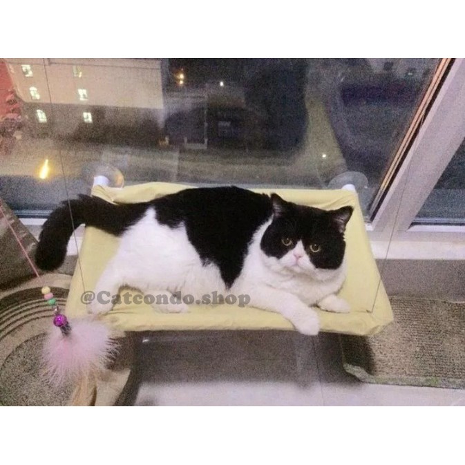 ภาพสินค้า️เปลแมว ที่นอนแมว บ้านแมว เปลติดกระจก เปลแมวติดกระจก ️ จากร้าน ratimapeem บน Shopee ภาพที่ 4