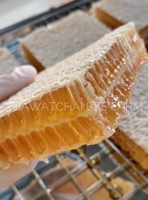 ภาพหน้าปกสินค้ารวงผึ้งดอกลำไย 400 กรัม (Honeycomb) มี อย. และรองรับมาตรฐานฟาร์มผึ้งที่ดีจากกรมปศุสัตว์ จากร้าน beekingdomthai บน Shopee