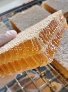 ภาพขนาดย่อของภาพหน้าปกสินค้ารวงผึ้งดอกลำไย 400 กรัม (Honeycomb) มี อย. และรองรับมาตรฐานฟาร์มผึ้งที่ดีจากกรมปศุสัตว์ จากร้าน beekingdomthai บน Shopee