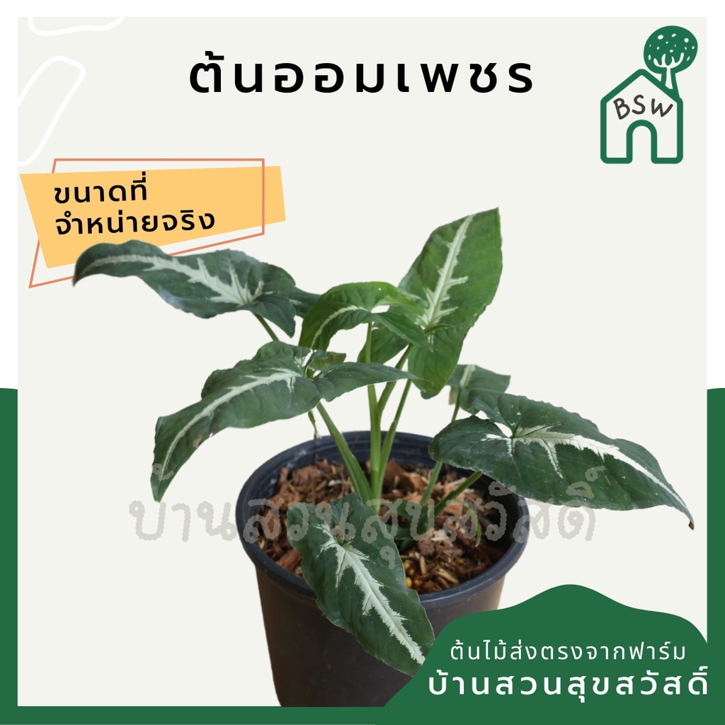 ออมเพชร-มาในกระถางพร้อมตั้ง-syngonium-wenlandii