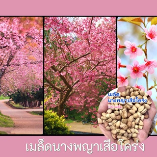 เมล็ดนางพญาเสือโคร่ง 100 เมล็ด ซากุระเมืองไทย เมล็ดพันธุ์ ดอกนางพญาเสือโคร่ง