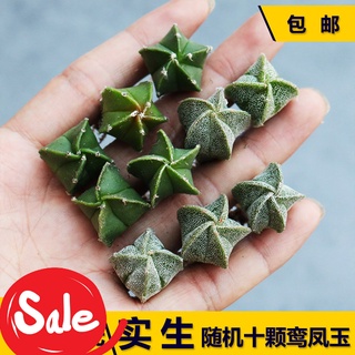 ต้นกล้า Luanfengyu สิบต้น กระบองเพชรดอกสี่แฉกห้าแฉกทรายขาว succulents กระบองเพชรสามเหลี่ยม