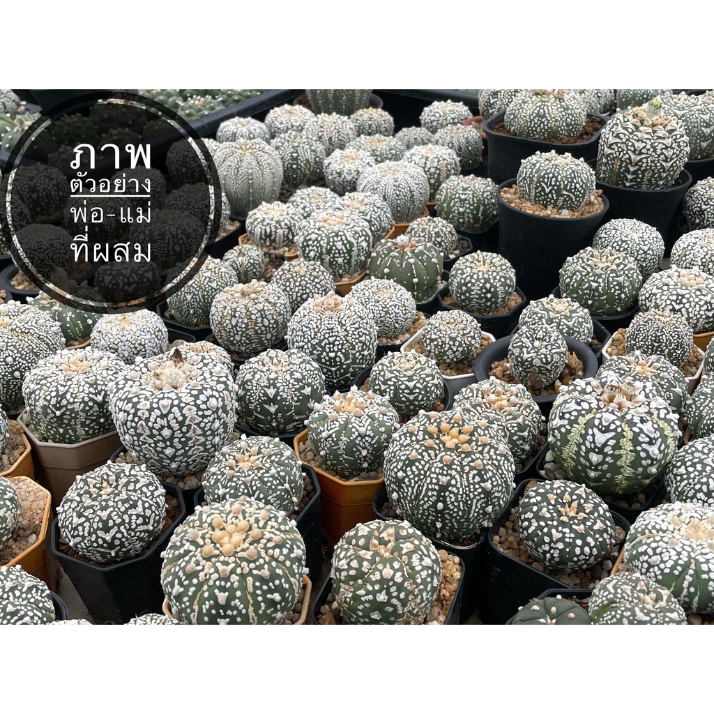 แอสโตร-super-kabuto-ลูกv-type-แคคตัส-แอสโตรไฟตัม-astrophytum-ราคาเบาๆ