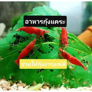 ราคาอาหารกุ้งแคระ​ใบหม่อน ช่วยลดความเครียด​กุ้งได้ดีมากซื้อ3แถม1