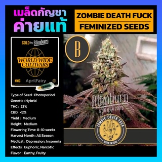 ZOMBIE DEATH FUCK FEMINIZED เมล็ดพันธุ์กัญชานอก โฟโต้ เพศเมีย เมล็ดค่าย Blimburnseeds แบ่งขาย รับประกัน ตรงปก 💯%