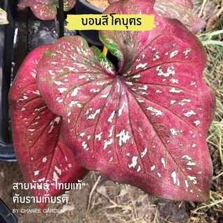 บอนสี ฤาษีโคบุตร (บอนเก่า) ตับรามเกียรติ์