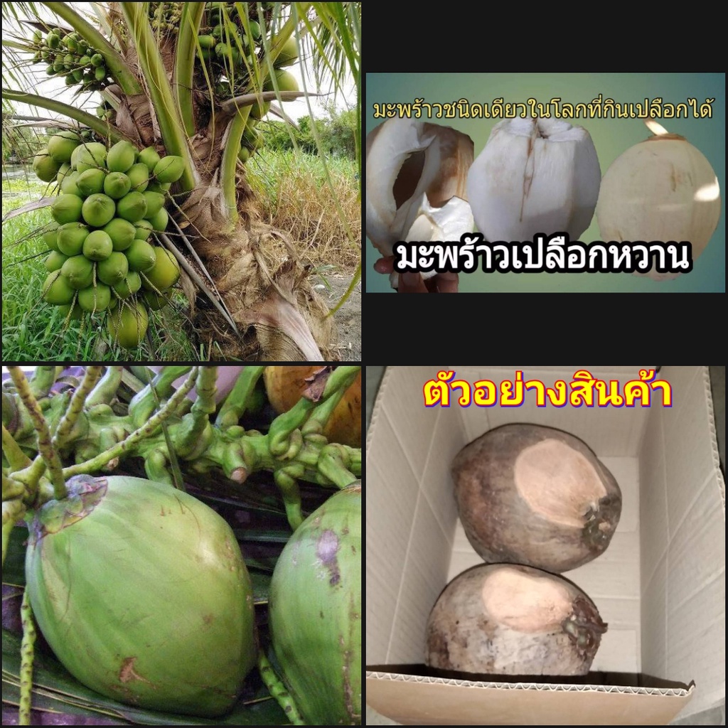 1ลูก-สำหรับนำไปปลูก-ลูก-มะพร้าวเปลือกหวาน-ลูกมะพร้าวเปลือกหวาน-มะพร้าว-เปลือกหวาน-happy