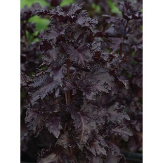 AGA SHOP เมล็ดพันธุ์ โหระพาฝรั่งสีม่วง Basil Purple Ruffles  ขนาด（นี่มันเมล็ดพืช ไม่ใช่พืช!）