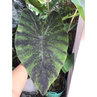 บอนแบล็คเมจิกกลาย  Colocasia esculenta Black Magic (variegata)