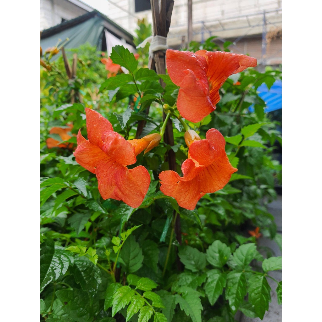 มธุรดา-trumpet-vine-ในกระถาง10นิ้ว-สูง-60-70-ซม-สามาถทำซุ้่ม-หน้าบ้านได้