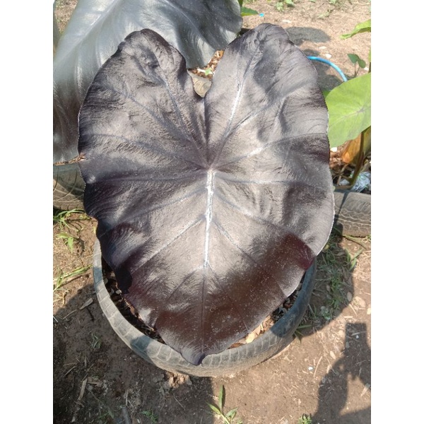 แบล็คโครอลcolocasia-black-coral