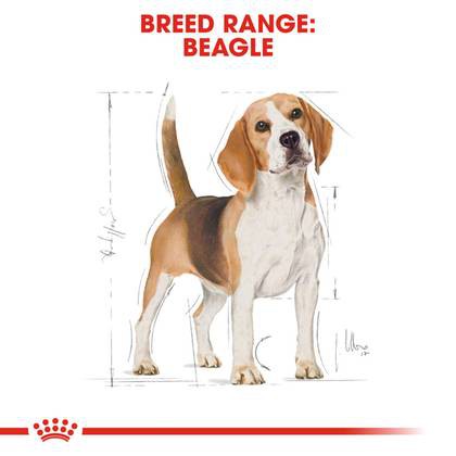 royal-canin-dog-beagle-adult-3-kg-อาหารสุนัขโต-พันธุ์-บีเกิ้ล-บีเกิล-อาหารสุนัข