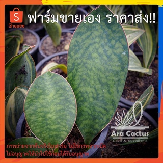 ขายโล๊ะ! ครีบปลาวาฬเขียวต้นใหญ่ Sansevieria masoniana ไซส์กระถาง 6 นิ้ว ลิ้นมังกร ไม้ฟอกอากาศ ต้นไม้ประดับ ไม้ในอาคาร