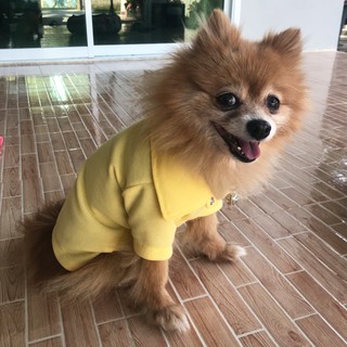 Dogiebra เสื้อผ้าสุนัข Polo (สีเหลือง) พร้อมส่ง
