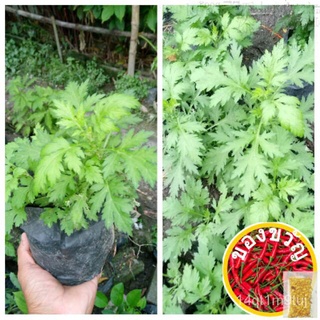 Mugwort Damong Maria Live Plant男装/通心菜/生菜/种子/鲜花/花园/玫瑰/香菜/向日葵/seeds/ LYZF