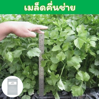 （เมล็ดพันธุ์ ถูก คละ）คื่นช่าย เมล็ดพันธุ์ 2,000+ เมล็ด (Celery) คึ่นฉ่าย ขึ้นฉ่าย คึ่นช่าย คึ่นไช่ คื่นไฉ่ ABMY