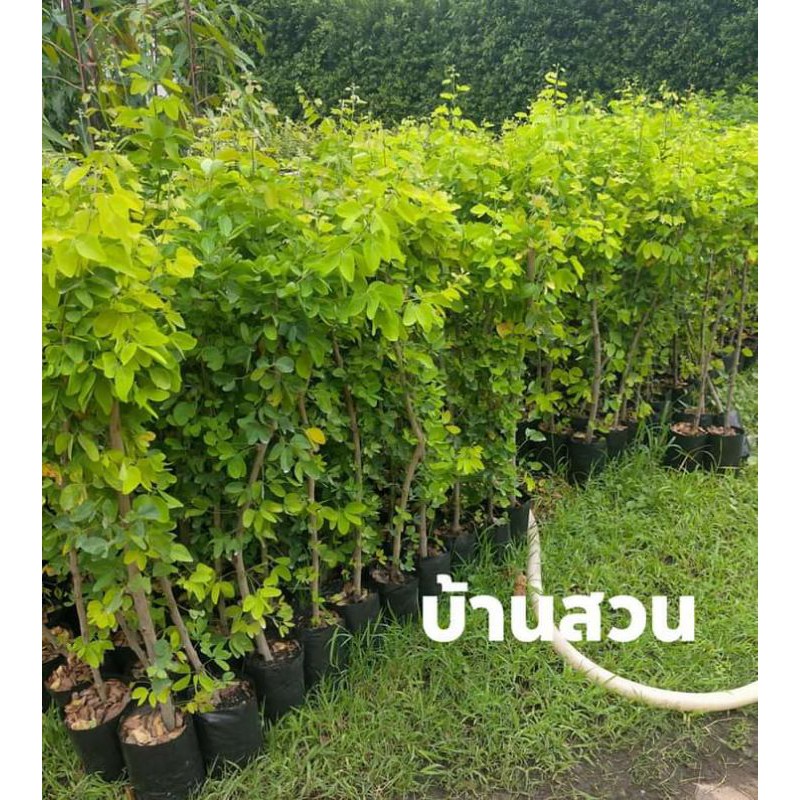 ต้นมะขามเทศยักษ์-พันธุ์เพชรโนนไทย