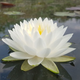 บัวเพียวออฟไวท์ดิว บัวฝรั่ง สีขาว กลีบฟู ติดดอกเป็นประจำ
