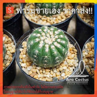 สวนขายเอง! โนโตอูเบล Notocactus uebelmannianus ไซส์กระถาง 4 นิ้ว แคคตัส กระบองเพชร ต้นไม้ประดับ อวบน้ำ แคนตัส