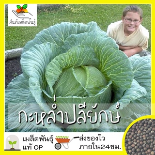 เมล็ดพันธุ์ กะหล่ำปลียักษ์  เมล็ด Giant Russian Cabbage Seed เมล็ดพันธุ์แท้ นำเข้าจา50 เมล็ด (ไม่ใช่พืชที่มีชีวิต)ก